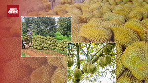 Kim loại nặng khiến xuất khẩu sầu riêng Việt lao đao: Nguy cơ mất thị trường tỷ đô