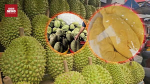 Kim loại nặng khiến xuất khẩu sầu riêng Việt lao đao: Nguy cơ mất thị trường tỷ đô