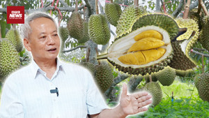 Kim loại nặng khiến xuất khẩu sầu riêng Việt lao đao: Nguy cơ mất thị trường tỷ đô