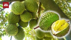 Kim loại nặng khiến xuất khẩu sầu riêng Việt lao đao: Nguy cơ mất thị trường tỷ đô