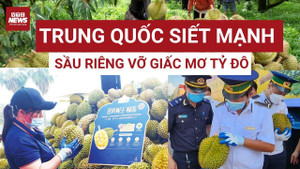 Kim loại nặng khiến xuất khẩu sầu riêng Việt lao đao: Nguy cơ mất thị trường tỷ đô