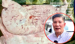 Vụ tố Công ty C.P. bán thịt heo bẩn: Thông tin mới nhất