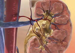 6 thói quen vào buổi sáng giúp bảo vệ thận