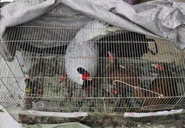  Giật mình sợ hãi trước những loài động vật được chế biến ăn uống hàng ngày trong danh sách bảo tồn đặc biệt