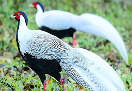  Giật mình sợ hãi trước những loài động vật được chế biến ăn uống hàng ngày trong danh sách bảo tồn đặc biệt