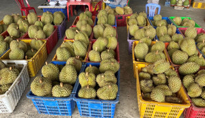 Sầu riêng rẻ chưa từng có được bán la liệt: Bài học tăng trưởng 'nóng'