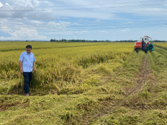 Quảng Trị khẩn cấp di dân, nông dân Huế gặt lúa non chạy bão số 5 Kajiki
