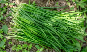 Loại rau rẻ tiền nhưng cực tốt cho tim mạch, tiêu hóa và giấc ngủ