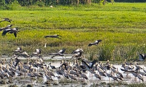 Ngắm đàn cò nhạn trong Sách Đỏ thong thả nghỉ ngơi, bay lượn trên đồng ở Đắk Lắk