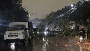 Thái Nguyên: Cây bật gốc trong mưa dông, đè chết người phụ nữ bán xôi