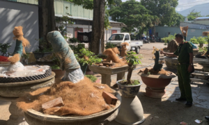 Diễn biến mới vụ 42 cây mai bị tịch thu ở Côn Đảo: Trả lại 21 gốc cho chủ sở hữu