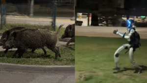 Cận cảnh robot hình người 'đại chiến' lợn rừng ở Ba Lan