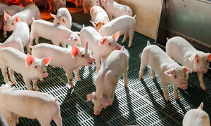 Hòa Phát xuất bán hơn 110.000 con heo và 86.000 tấn thức ăn chăn nuôi quý I/2026
