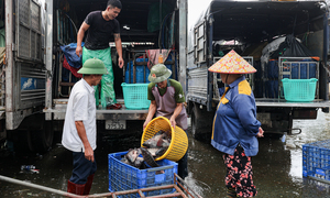 Cảnh ô nhiễm kéo dài tại chợ cá lớn nhất Hà Nội trước ngày bị giải tỏa