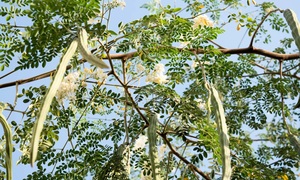 Loài cây quen thuộc có thể lọc tới 98% vi nhựa trong nước