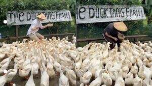 Clip du khách Tây chăn vịt theo nhạc ở Quảng Trị khiến dân mạng cười bò