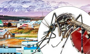 Vì sao Iceland không có con muỗi nào?