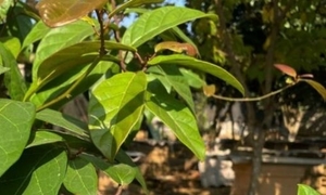 Cây xạ đen có tác dụng gì và những ai tuyệt đối không nên dùng?