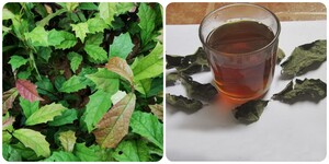 Uống cây xạ đen có tác dụng gì?