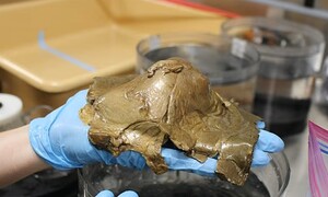 Giải mã bí ẩn ‘quả trứng vàng’ có nghi vấn liên quan đến người ngoài hành tinh