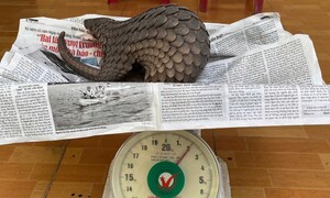 Phát hiện tê tê quý hiếm bò vào vườn nhà, người dân ở Đà Nẵng giao nộp công an