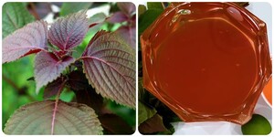 Những người không nên ăn nhiều lá tía tô