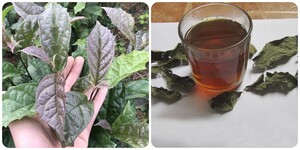 Những người không nên uống nước lá xạ đen