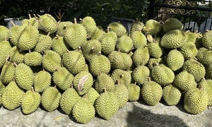Giá sầu riêng Ri6 rơi tự do, nông dân đứng ngồi không yên