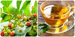 Bài thuốc chữa bệnh từ lá vối