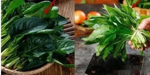 Cải bó xôi vì sao có lúc ngọt, lúc chát?