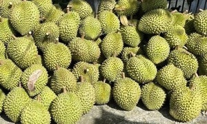 Xuất khẩu sầu riêng ùn tắc: Xử nghiêm cơ sở kiểm nghiệm gây khó khăn, chậm trễ