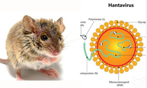 Có thể gây tử vong, virus Hanta ủ bệnh và lây truyền thế nào?