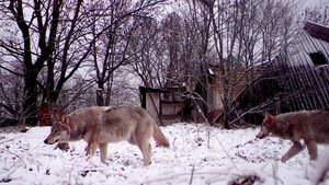 Sói hoang ở ‘đất chết’ Chernobyl tiến hoá, giới khoa học phát hiện dị thường