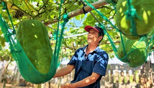 Người dân vùng biển Gia Lai 'mắc võng' cho bí khổng lồ nặng 70kg