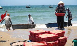Ruốc xuất hiện dày đặc, ngư dân Đà Nẵng 'bỏ túi' bạc triệu sau vài giờ vươn khơi