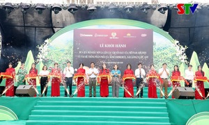 Saigon Co.op đồng hành tiêu thụ mận hậu Sơn La, giá tốt hơn thị trường đến 50%