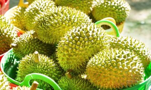 Sầu riêng rớt giá: Lối ra nào cho 'vua' trái cây?