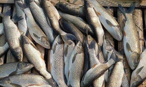 Nghệ An công bố kết quả kiểm tra vụ cá chết hàng loạt trên sông Lam