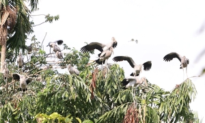 Vụ chủ vườn chim Hai Chìa cầu cứu: Địa phương vào cuộc, tìm phương án bảo vệ