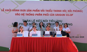 Saigon Co.op đưa 300 tấn vải Thanh Hà vào hệ thống phân phối toàn quốc