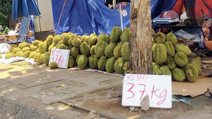 Sầu riêng giá siêu rẻ, tiểu thương tiết lộ sự thật về chất lượng