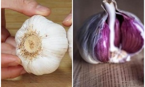 Tỏi vỏ tím có tốt hơn vỏ trắng?