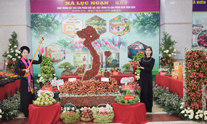 Gần 43.000 tấn vải thiều sắp xuất sang Mỹ, EU, Nhật Bản