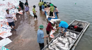 Hơn 100 tấn cá chết trên hồ Trị An​ tại Đồng Nai