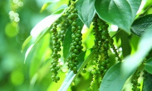 Giá tiêu hôm nay 2/6/2026: Đồng loạt giảm sâu 