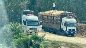 Trạm cân keo tràm ‘lậu’ ở miền Trung thách thức pháp luật