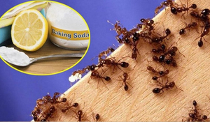 Mẹo đuổi kiến trong nhà bếp hiệu quả không cần dùng hóa chất