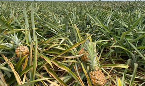 Dứa Thanh Hóa rẻ như cho, lên Hà Nội giá 25.000 đồng/kg