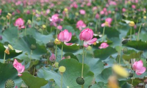 Mùa sen nở rộ ở cánh đồng lớn nhất Đà Nẵng, đẹp tựa tranh vẽ