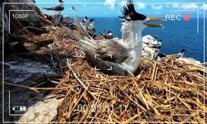 Lần đầu tiên thiên nhiên hoang dã Côn Đảo được truyền hình trực tiếp trên VTV